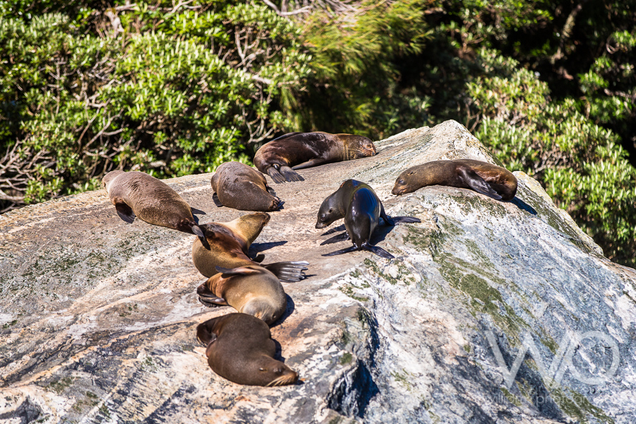 Milford Sound Cruise
