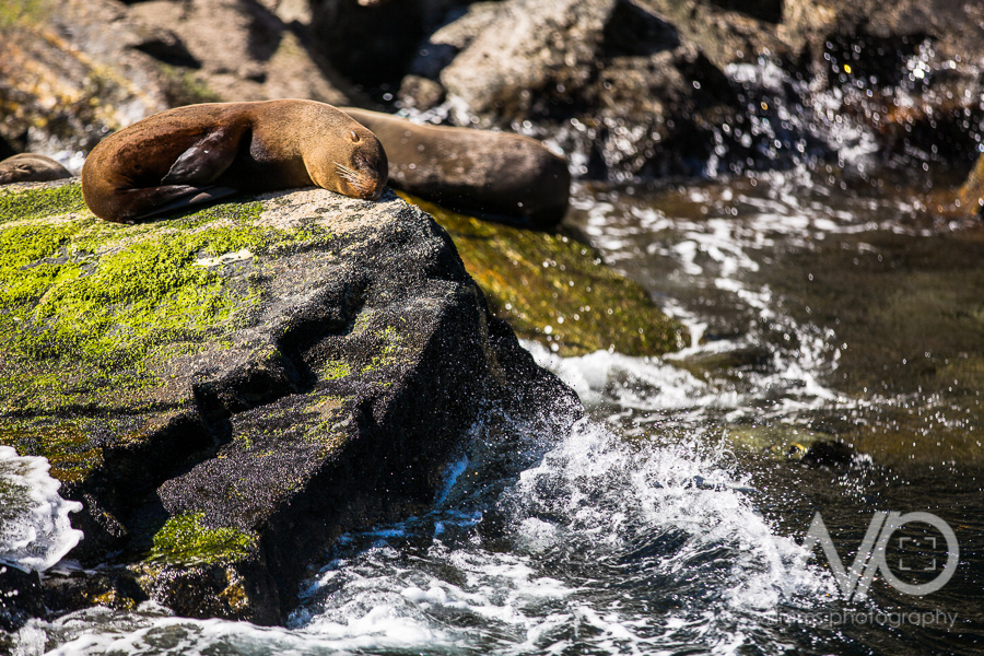 Milford Sound Cruise