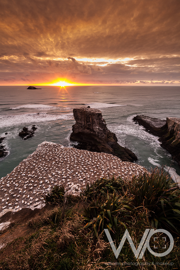 Muriwai Gannet Colony