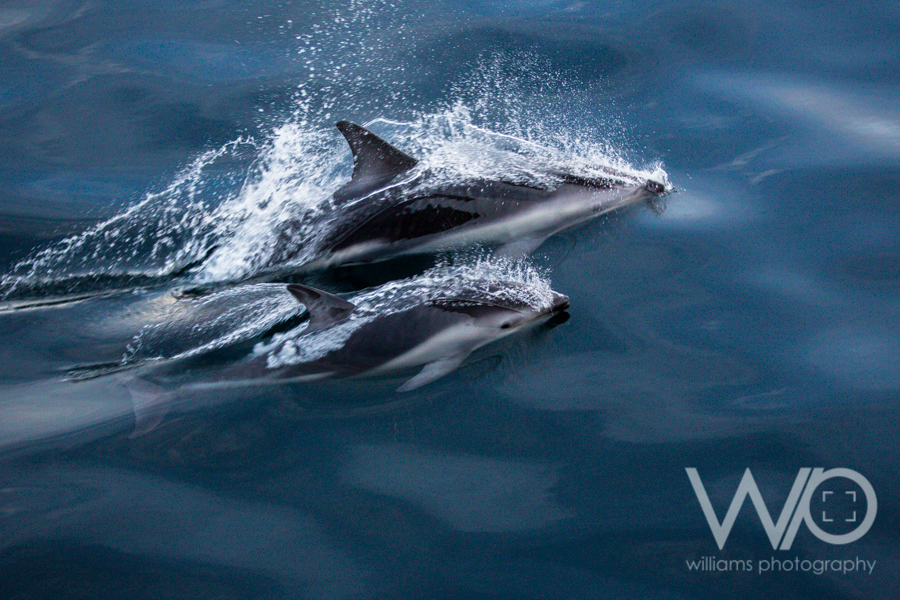 Dusky Dolphins Doubtful Sound