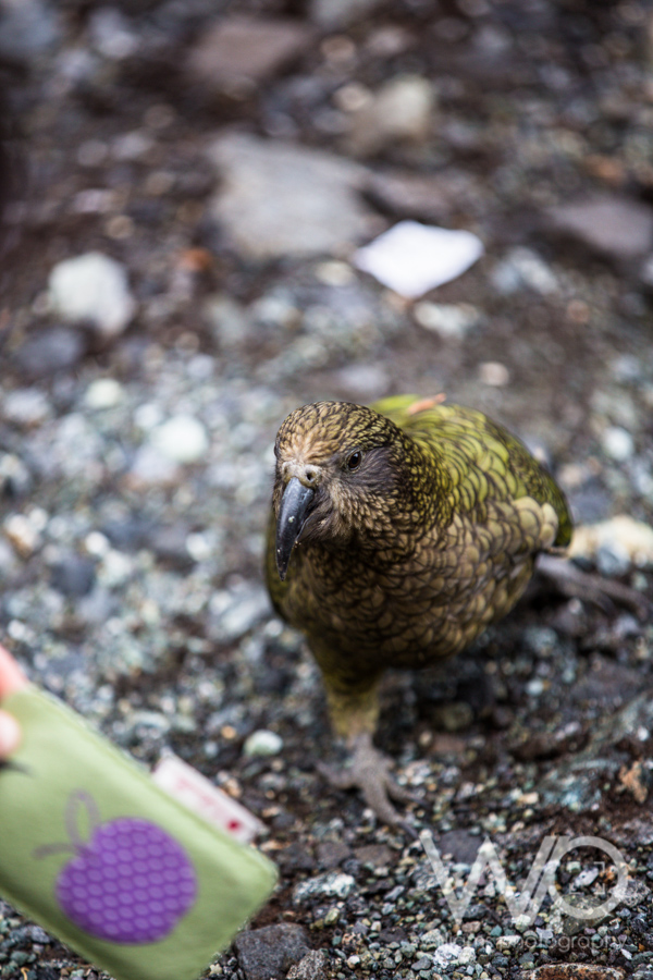 Kea - NZ Mountain Parrot - Fiordland