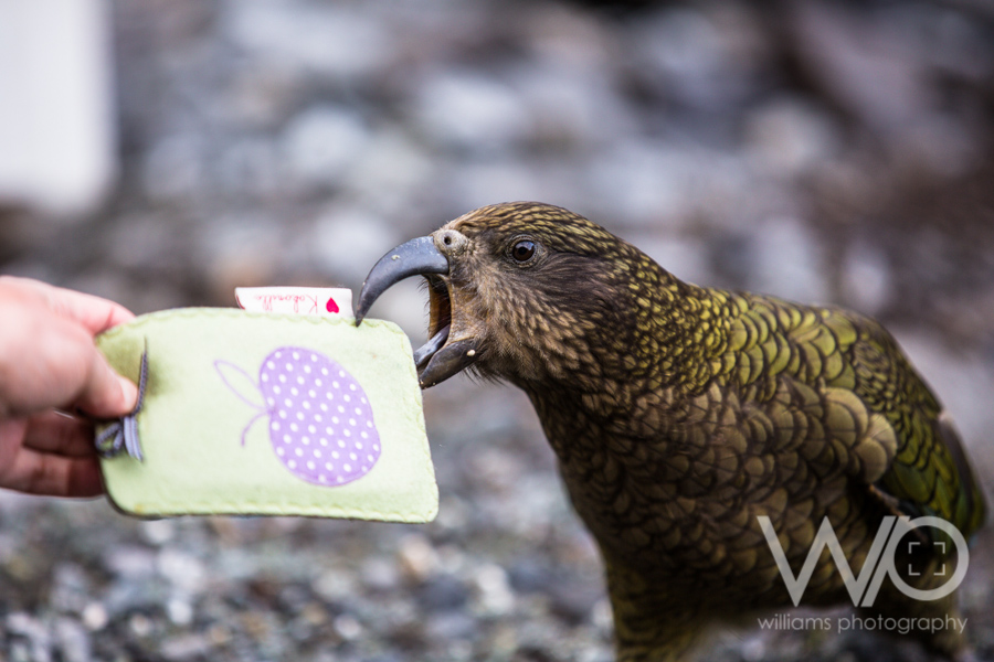 Kea - NZ Mountain Parrot - Fiordland